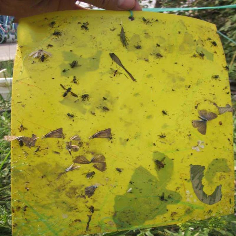 Bộ 10 Băng keo dính bẫy Ruồi vàng KR-2015, Tấm dính Ruồi Muỗi Ong - Màu ngẫu nhiên