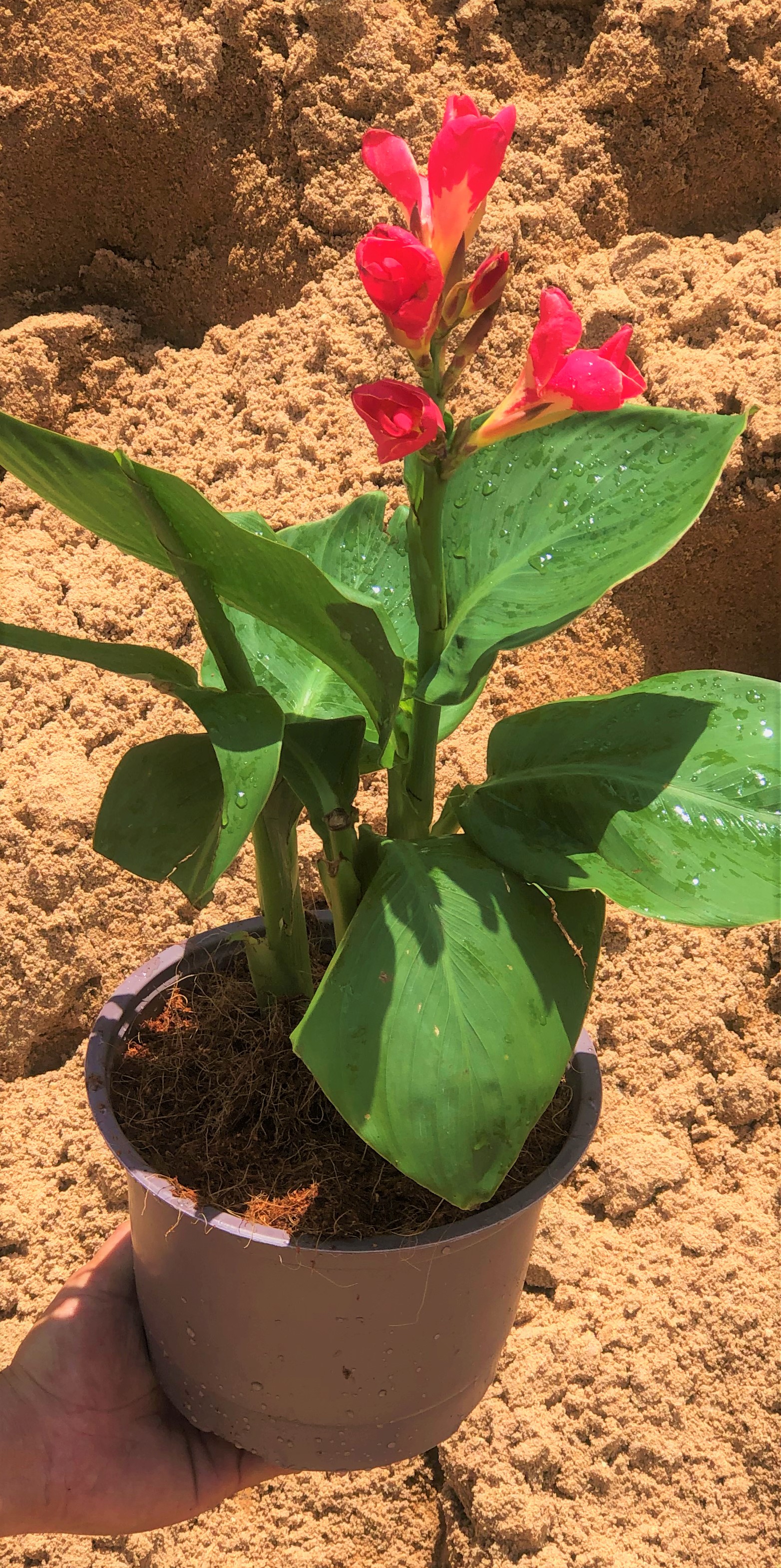 Chuối Phượng Hoàng hoa đỏ trồng nơi có nhiều nắng