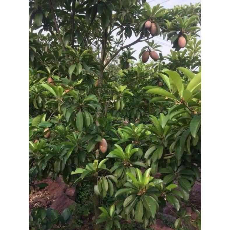 Cây Gióng Hồng Xiêm Xoài quả to