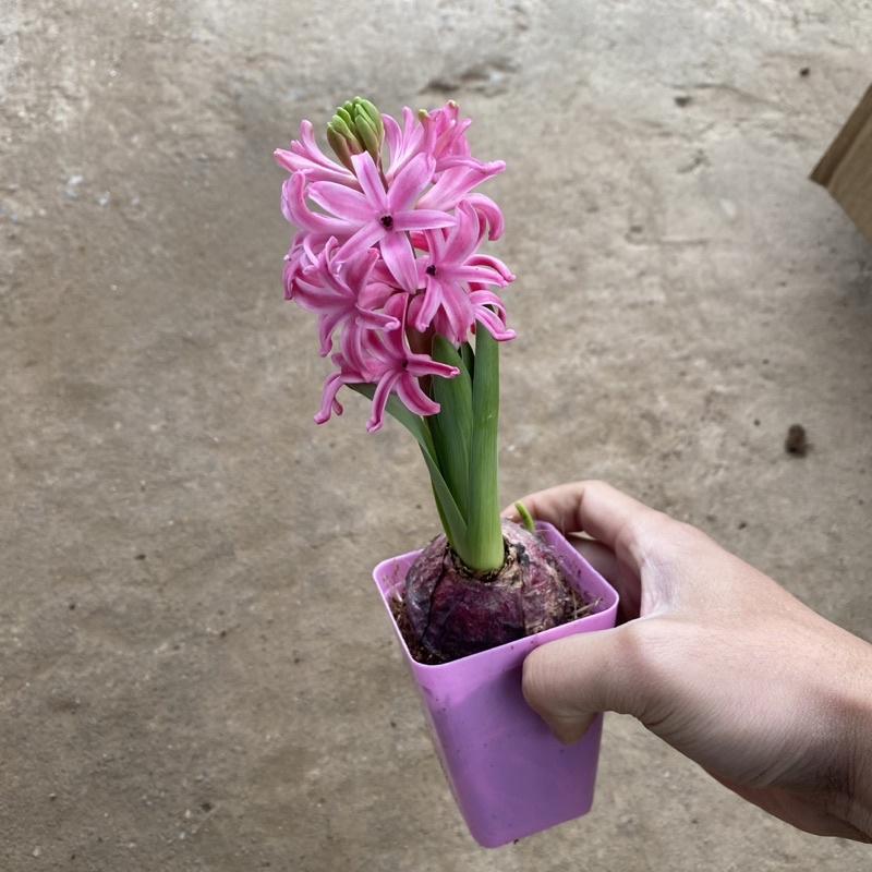 Củ hoa tiên ông đã lên mầm cao 10-15cm đang ra hoa thích hợp trang trí bàn làm việc , văn phòng