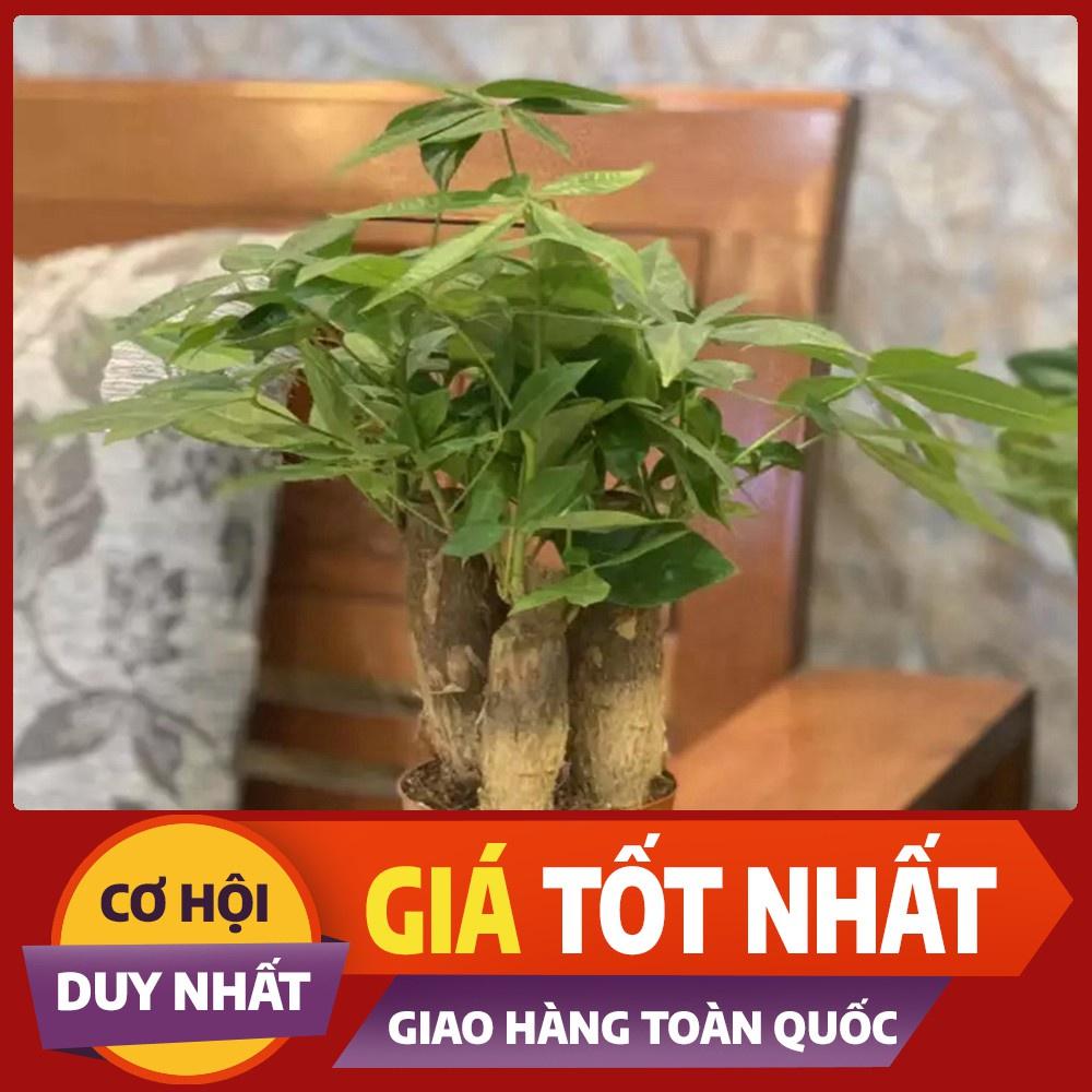 Cây Kim ngân 3 thân chậu nhựa (Kim Ngân tài lộc, cây Kim Ngân mini, cây phong thủy)