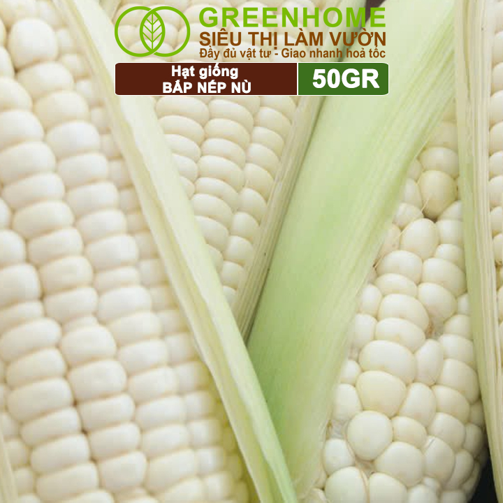 Hạt Giống Bắp Nếp Nù, Greenhome, Gói 50GR, Dễ Trồng Quanh Năm, Nảy Mầm Cao, T33