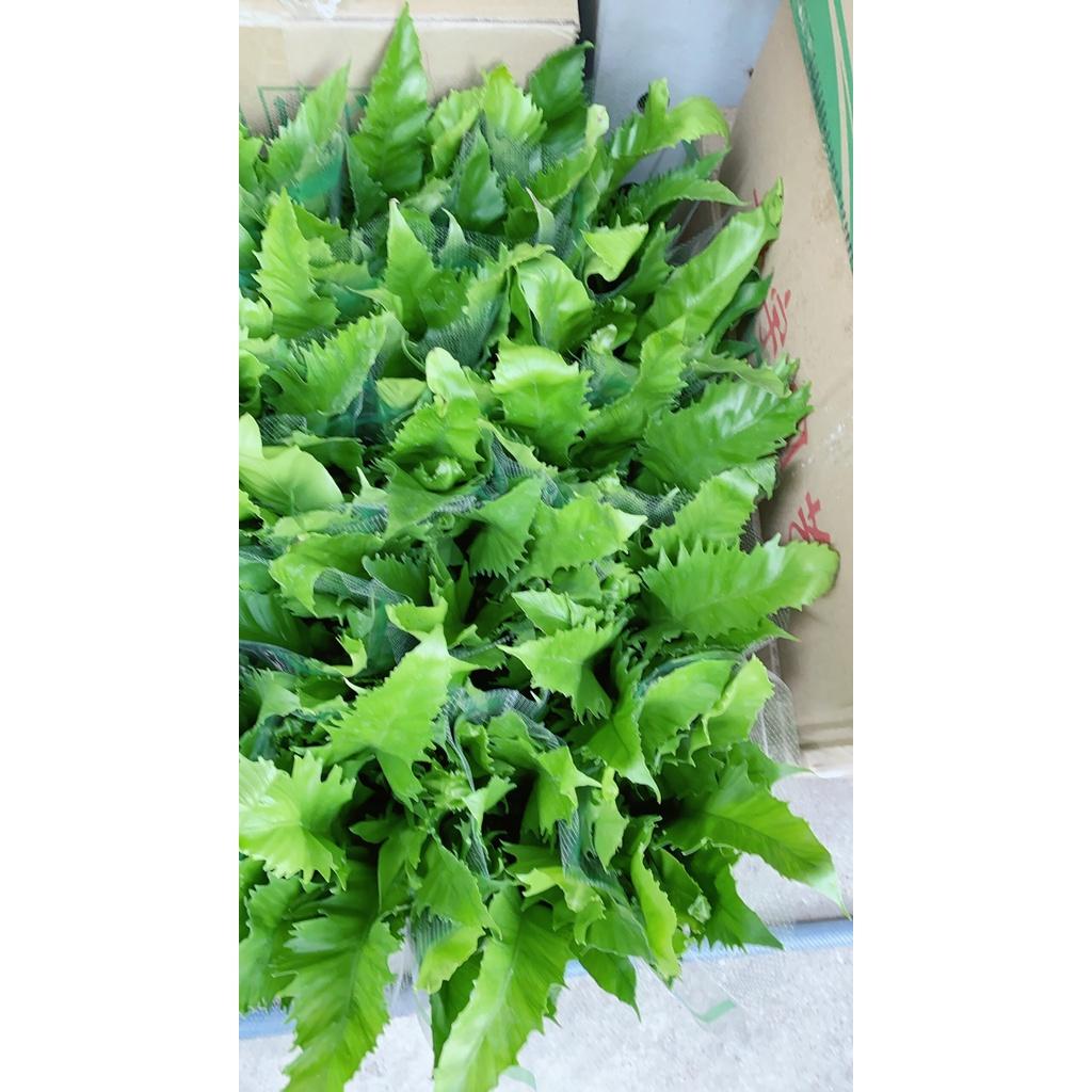 Cây Dương Sỉ Thái