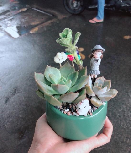 Chậu sen đá tiểu cảnh