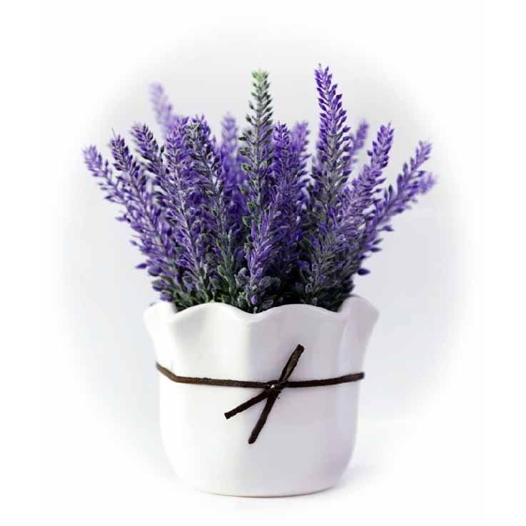 Hạt Giống Hoa Oải Hương tím ( Lavender) 100 hạt/gói