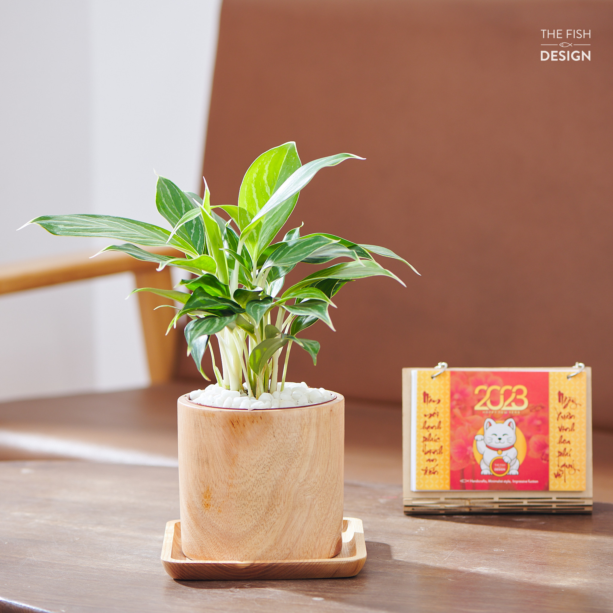 Chậu cây Bạch Mã mang đến sự thăng tiến trong công việc, vật phát tài của những người mệnh Kim| size L | The Fish Design