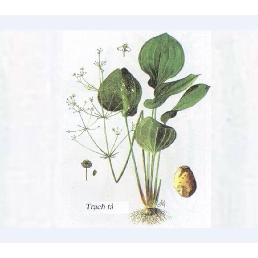Hạt giống trạch tả - Cây dược liệu - 1 gói 50 hạt