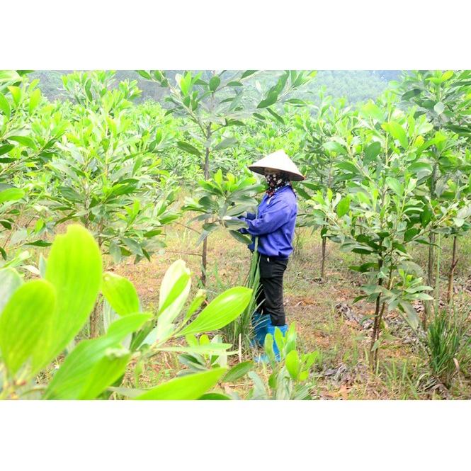 Hạt giống keo tai tượng úc trồng rừng, túi 50 gram