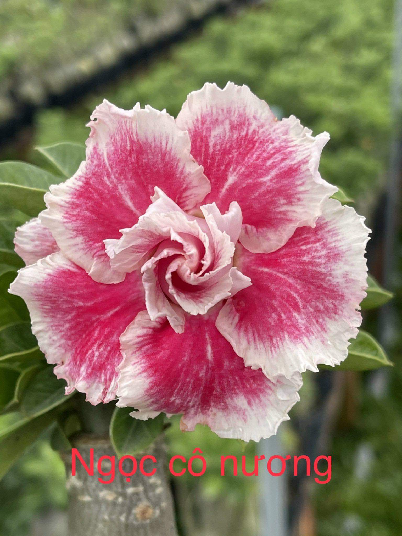 Sứ Thái Ngọc Cô Nương Chậu C9 Nhỏ 3-4 Cốt, Dáng Đẹp, Cao 20-35cm  - Cây Sứ Thái