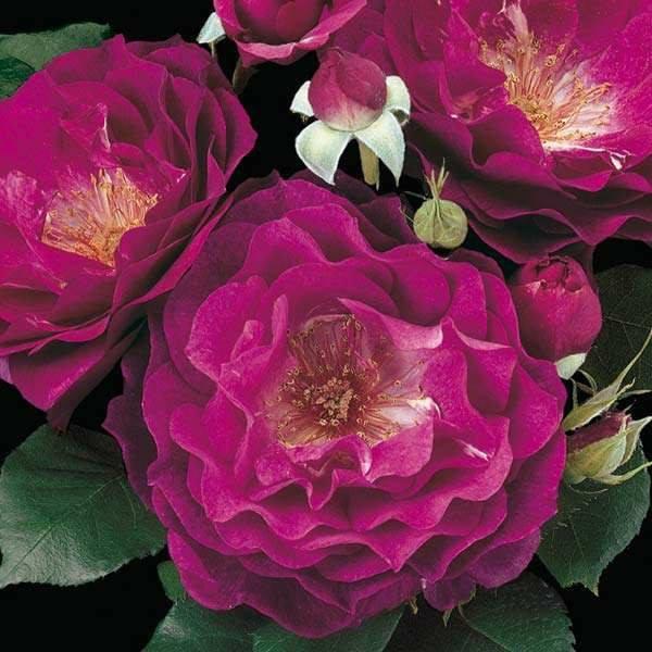 Hoa Hồng ngoại blue eden đẹp tuyệt vời