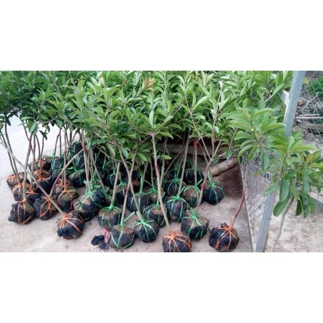 Cây hồng xiêm xoài cây cao to, bầu to