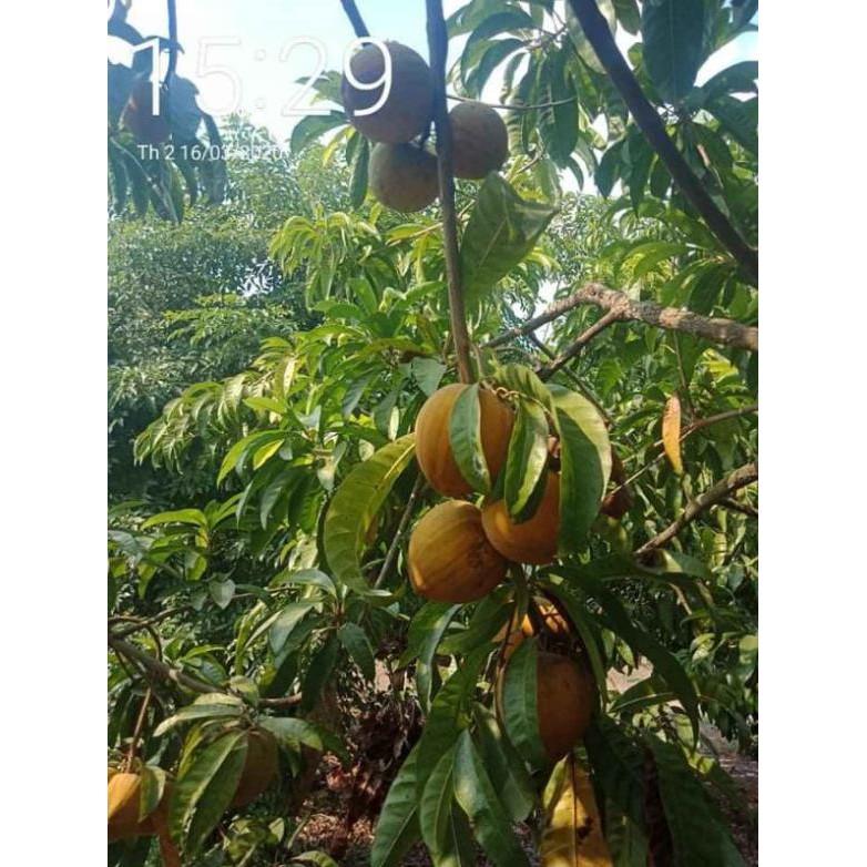 Cây lêkima thái .. 8 tháng cây cho trái