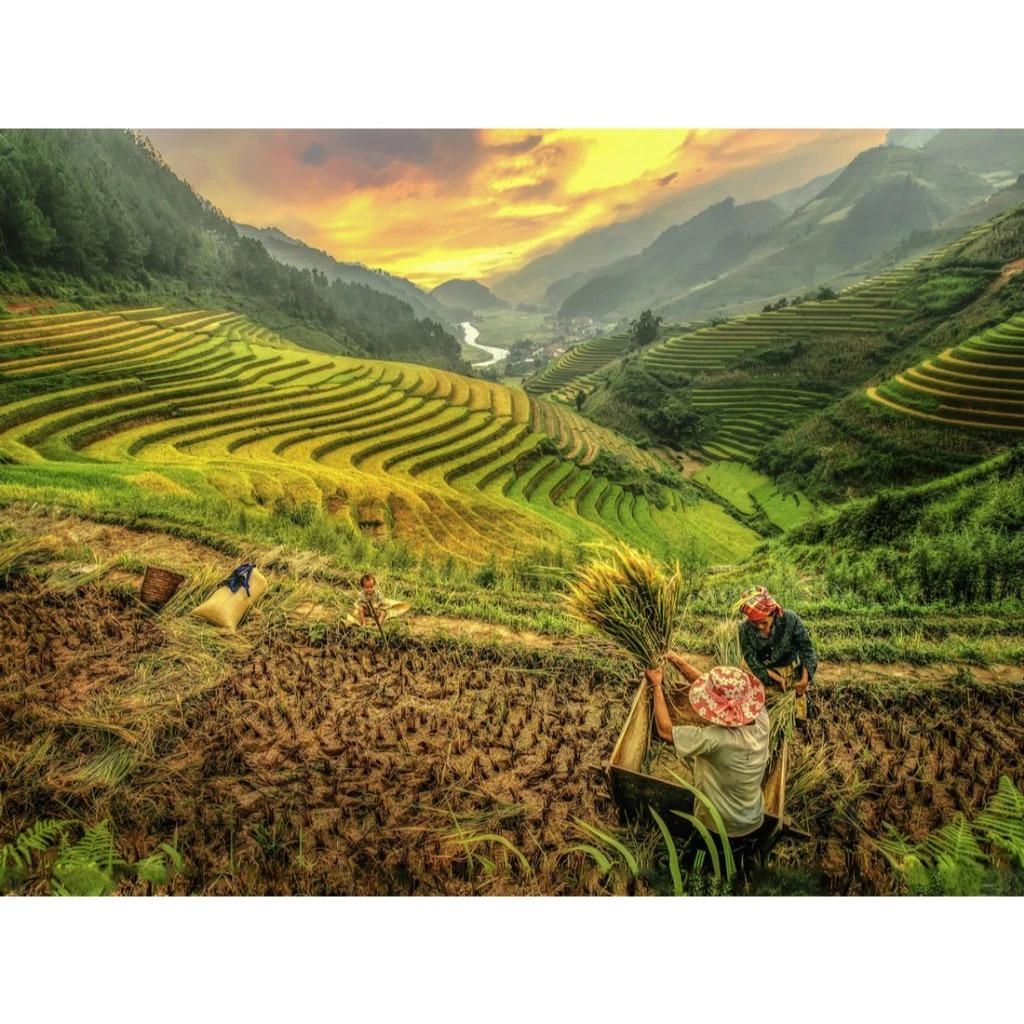 Bộ Tranh Ghép Hình Minh Châu - 60 x 80 cm (1500 Mảnh Ghép) - Ruộng Bậc Thang