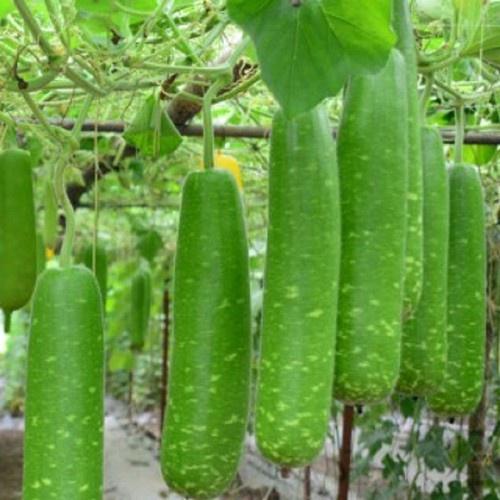Hạt Giống Bầu Sao Trái Dài Cao Sản, Cho Qủa To Dài Gía Trồng Thử - Khu Vườn Ban Công