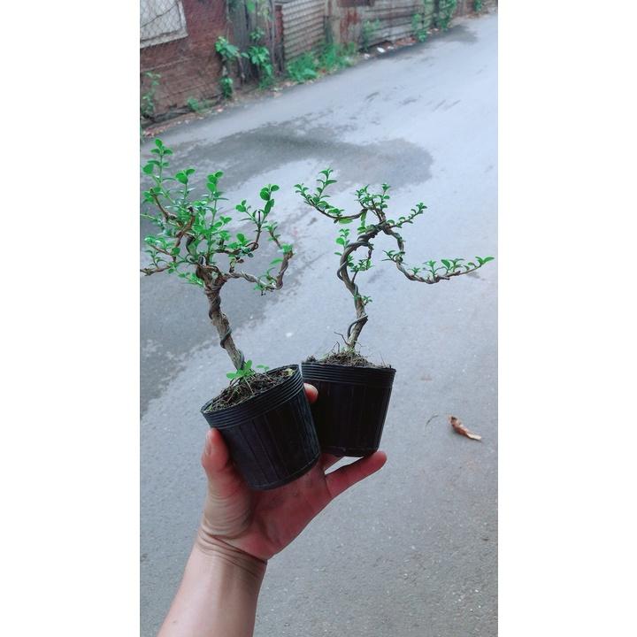 Sam Hương Bonsai Dáng Uốn