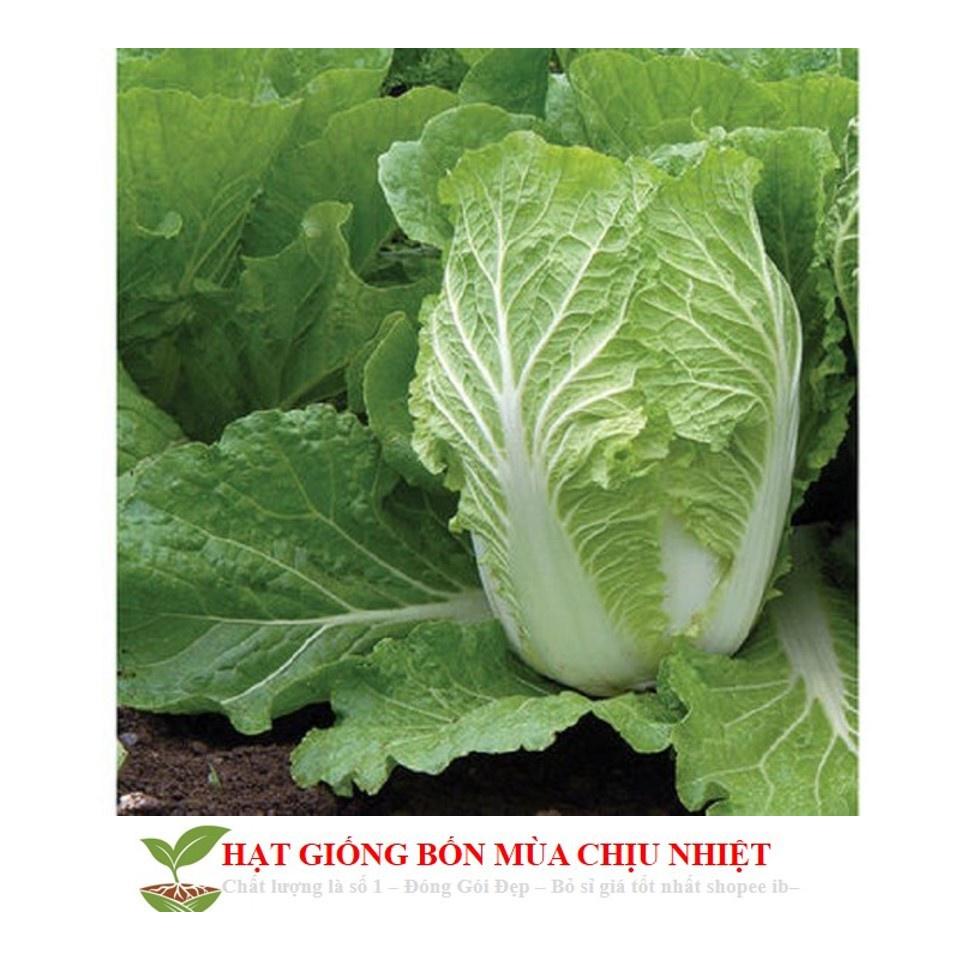 Hạt Giống Rau Cải Thảo F1 Dễ Trồng Năng Xuất Cao Gói 0.5G 300 Hạt - Khu Vườn Ban Công