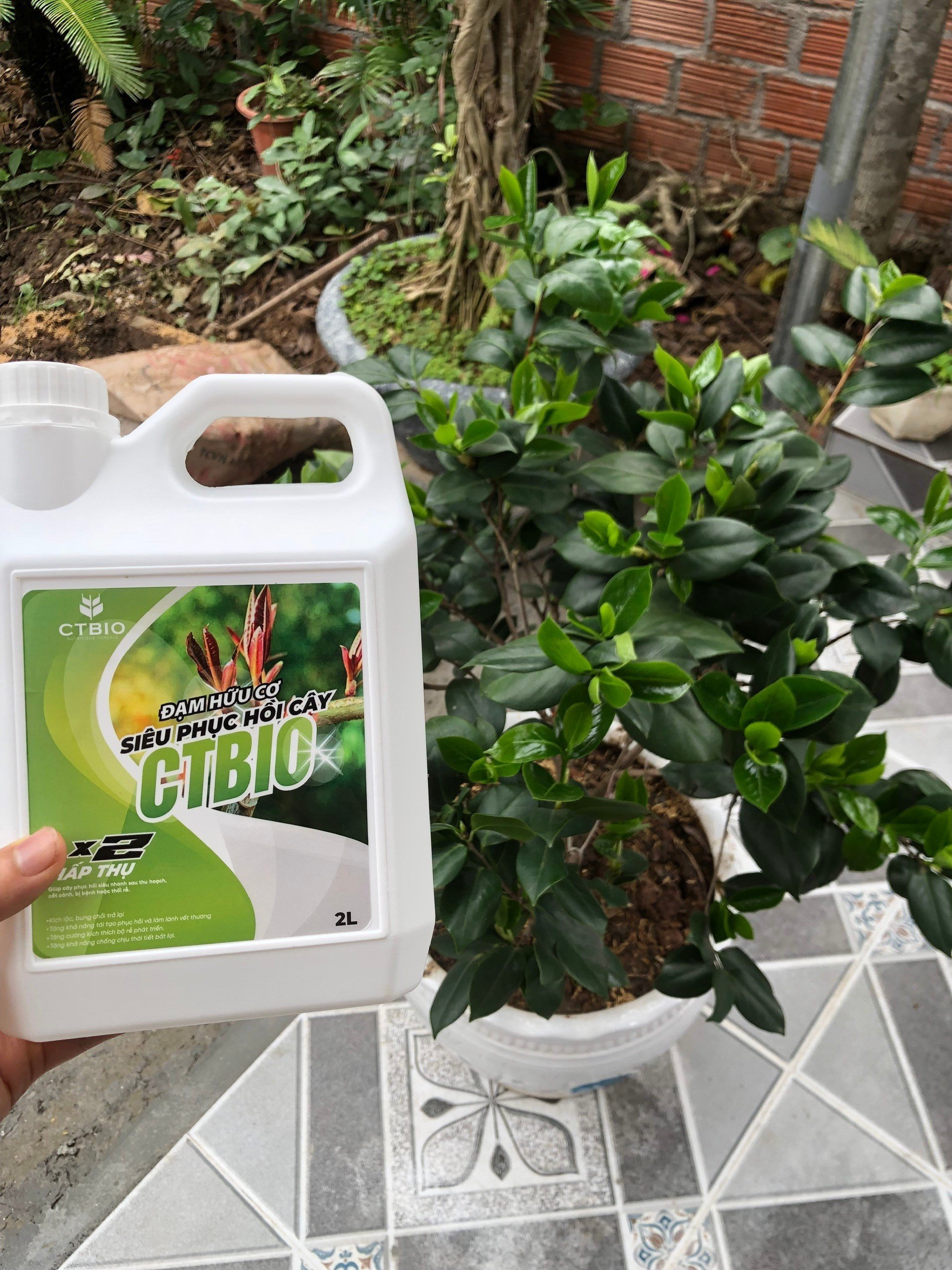 SIÊU PHỤC HỒI CÂY CTBIO - phân hữu cơ