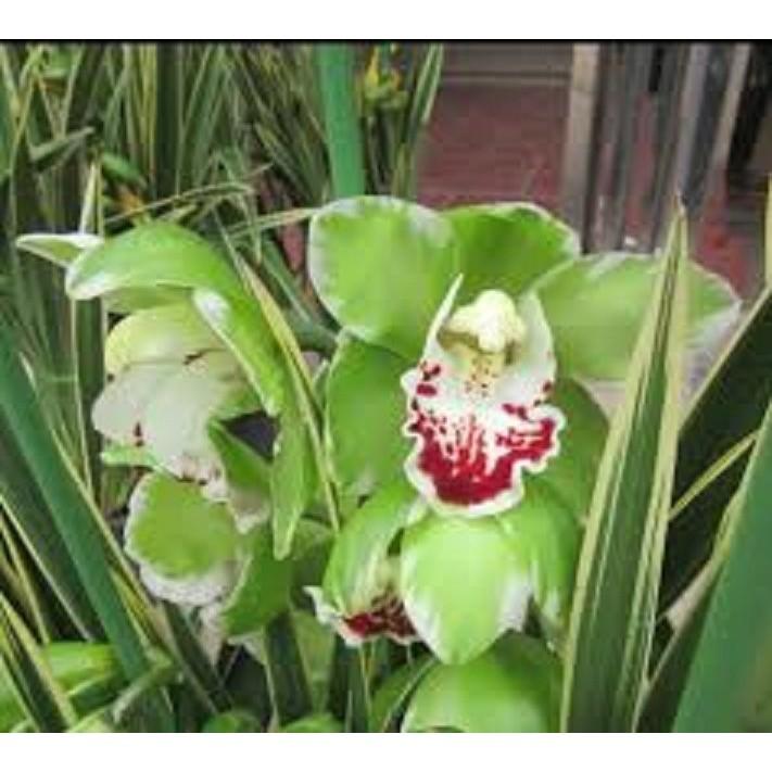 ĐỊA LAN LÁ BIÊN đột biến- hàng gửi đi nguyên châu, hoa đẹp, hàng hiếm