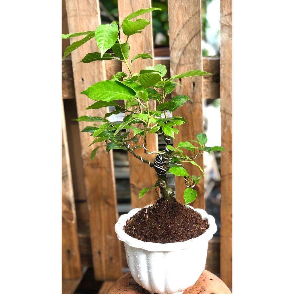 Chậu Bonsai cây sung trái xanh