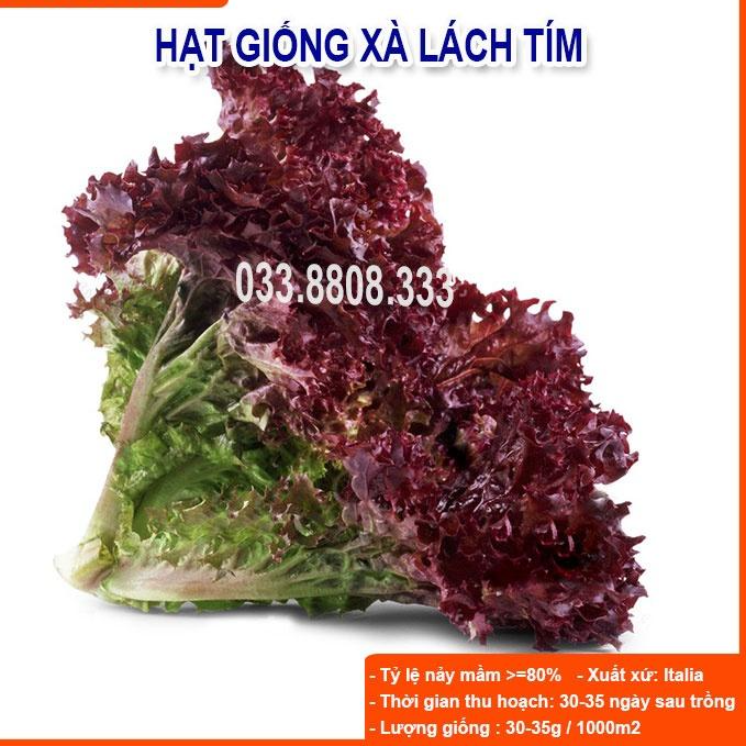 HẠT GIỐNG XÀ LÁCH TÍM -SIÊU NGON NHANH THU HOẠCH