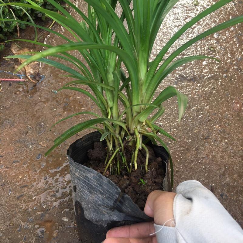 Cây lá dứa cao 25-30cm trồng bịch đen