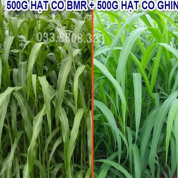 COMBO HẠT GIỐNG CỎ CHĂN NUÔI GỒM SUDAN SUPER BMR 500G VÀ MOMBASA GHINE 500G