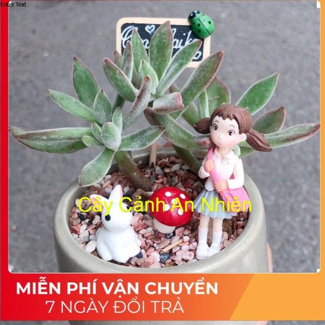 Chậu sen đá tiểu cảnh