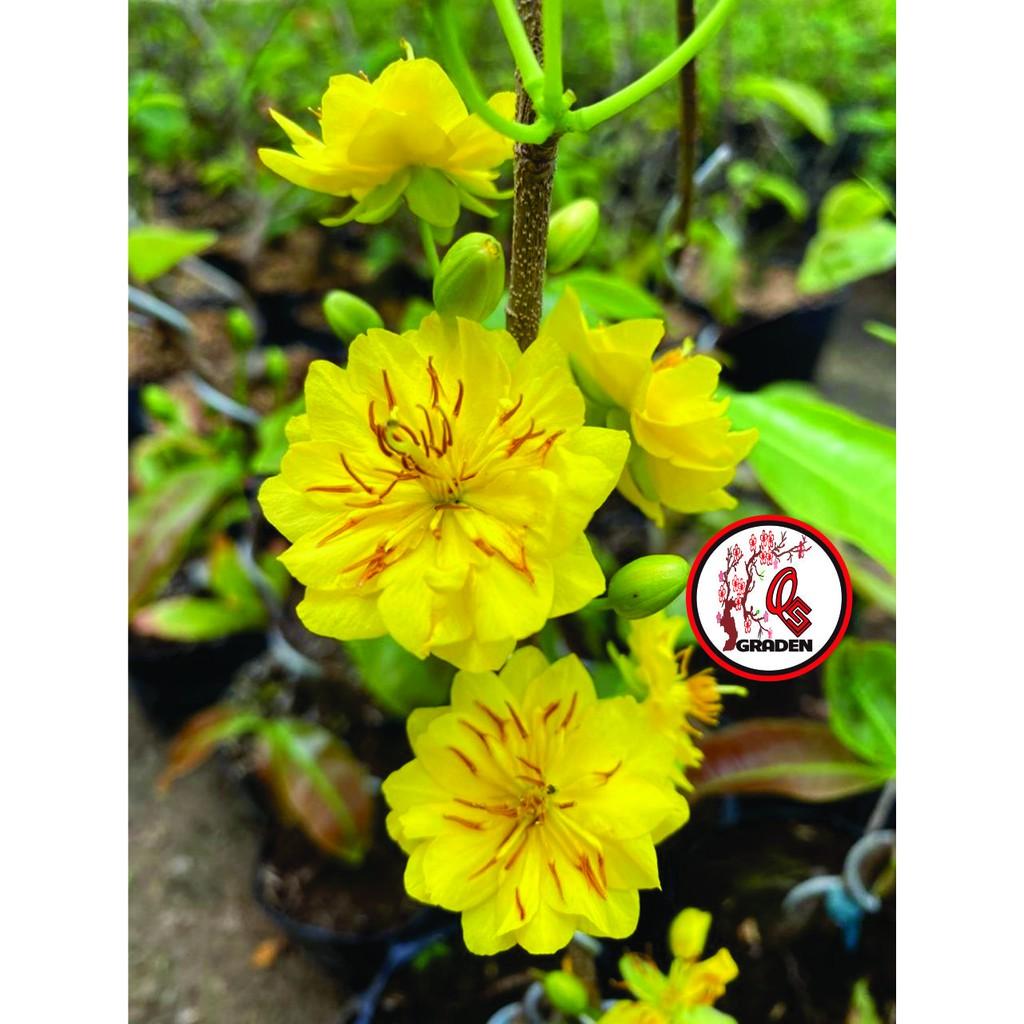 Hoa mai cúc 30-36 cánh siêu bông 2 mùa loại trung chơi tết