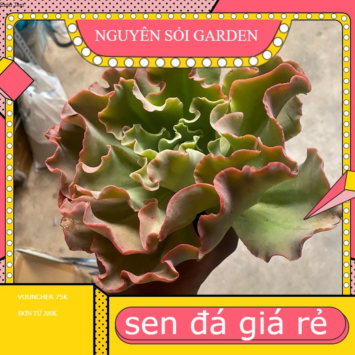 Sen đá bắp cải xoăn cây cảnh để ban