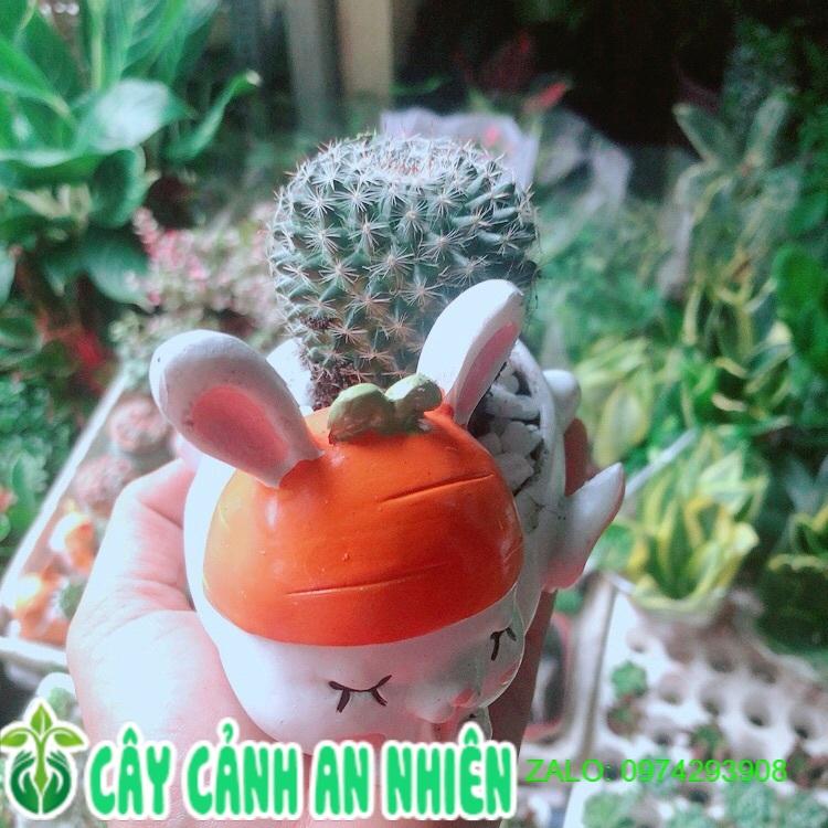 Chậu Xương Rồng Bánh Sinh Nhật