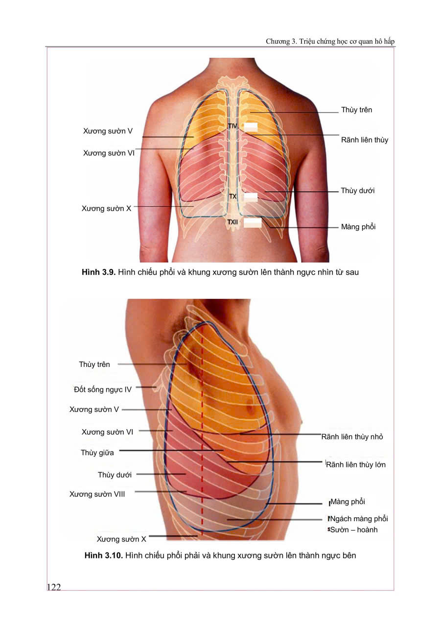 Sách - Triệu chứng học nội khoa 2025(Tập 1 + Tập 2)
