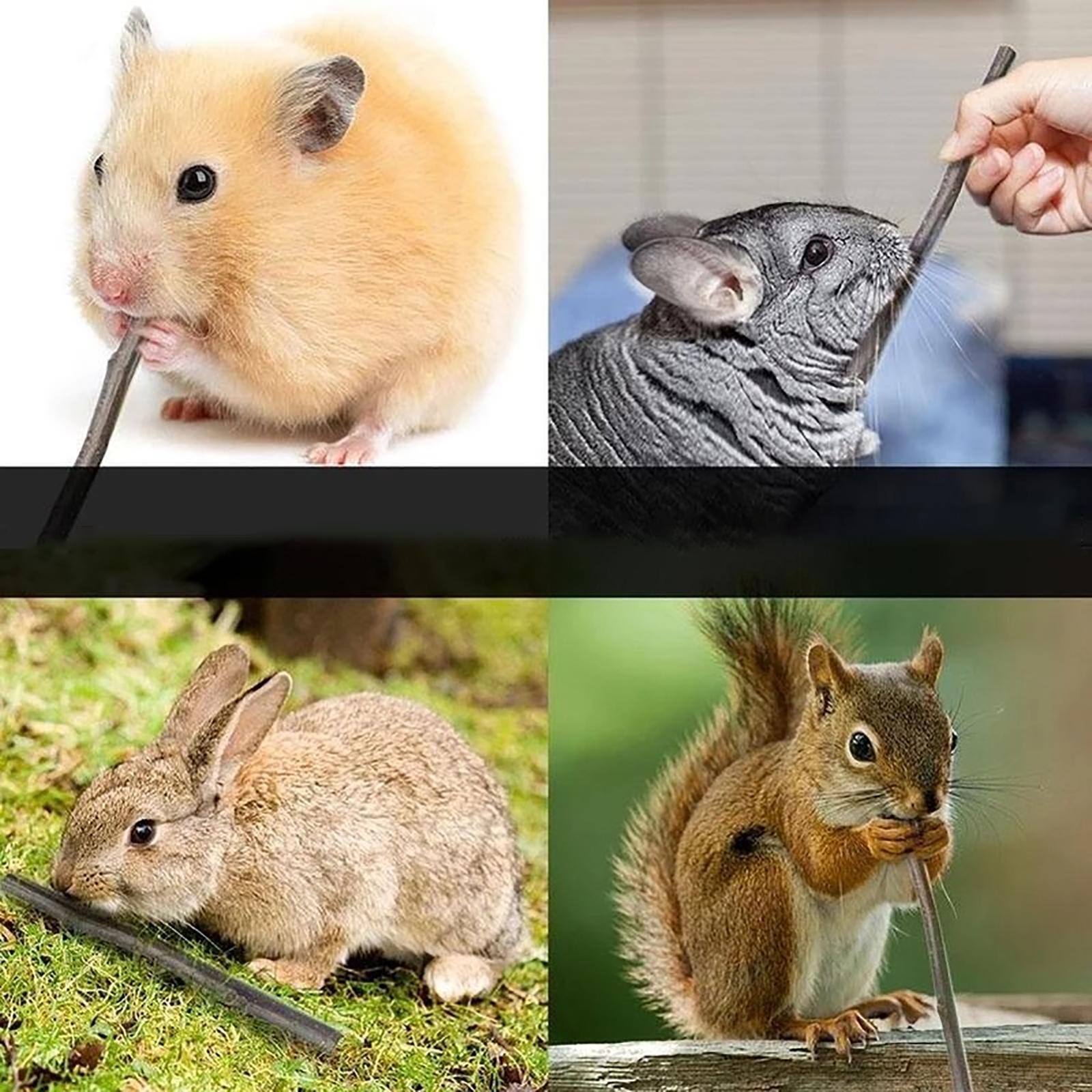 Wood Chew Sticks 1000g Hamster Groundhog Squirrels Rodent Animals