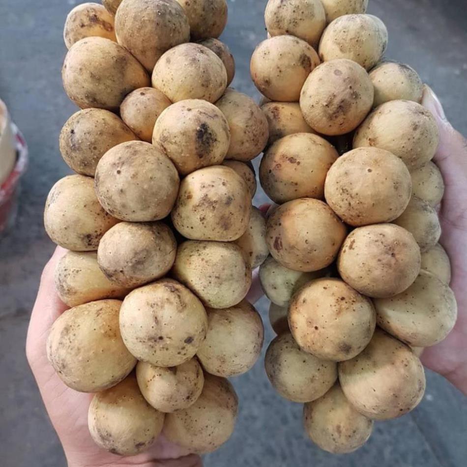 Cây giống bòn bon Thái Lan, giống bòn bon vàng