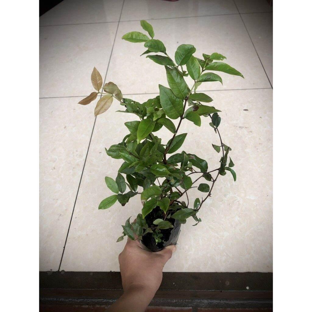 Cây nho thân gỗ tứ quý lá lớn