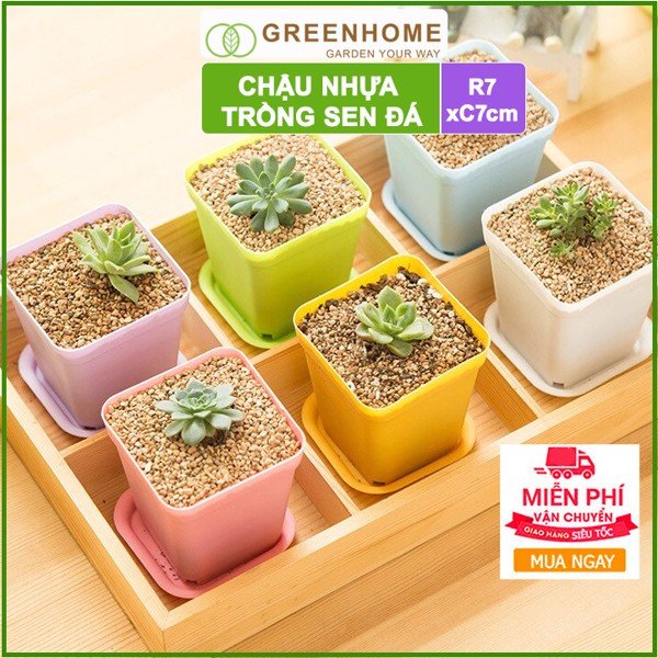 Chậu nhựa trồng sen đá