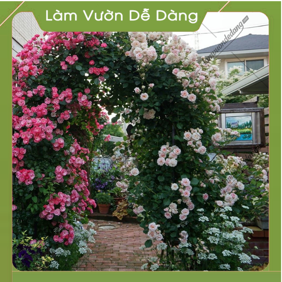 CỔNG VÒM HOA HỒNG LEO cao 2M85 - Dùng làm khung cổng vòm hoa, giàn leo, giá đỡ cho cây hoa hồng leo, cây hoa leo - Giúp cây không bị đổ ngã - Tạo không gian đẹp cho khu vườn