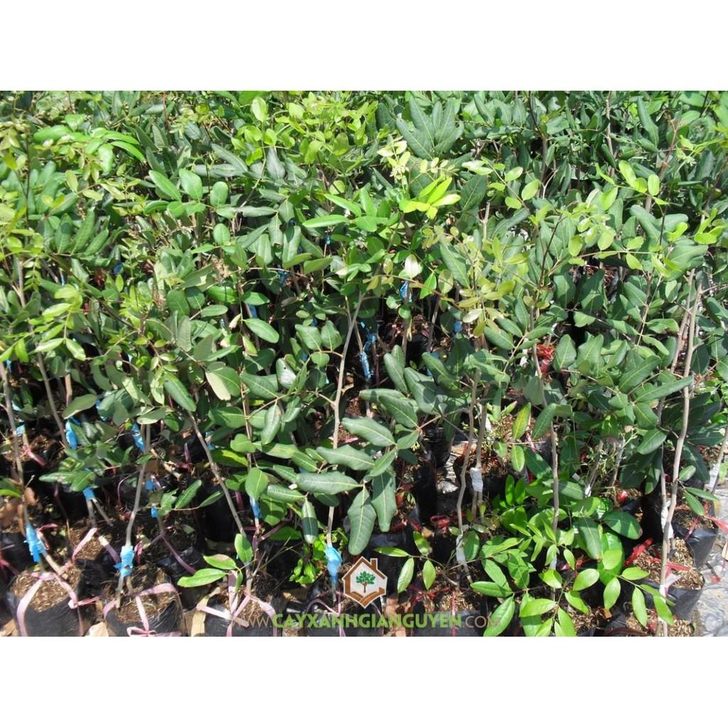 2 CÂY GIỐNG NHÃN SIÊU TRÁI