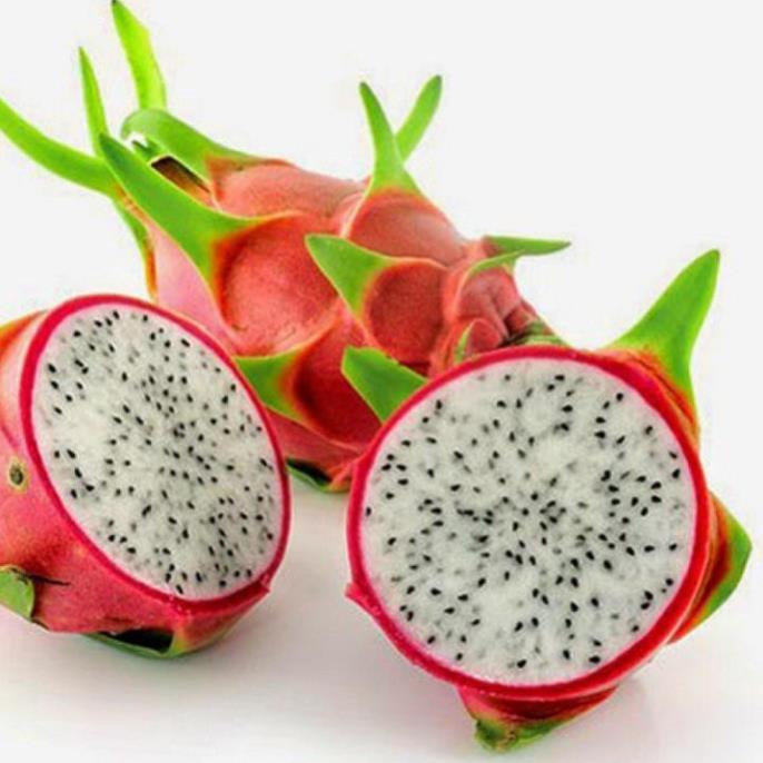 CÂY GIỐNG CÂY THANH LONG VỎ ĐỎ RUỘT TRẮNG MỌNG THỊT BÌNH THUẬN, QUẢ SỚM, SIÊU QUẢ , SIÊU NGỌT, SIÊU NĂNG SUẤT