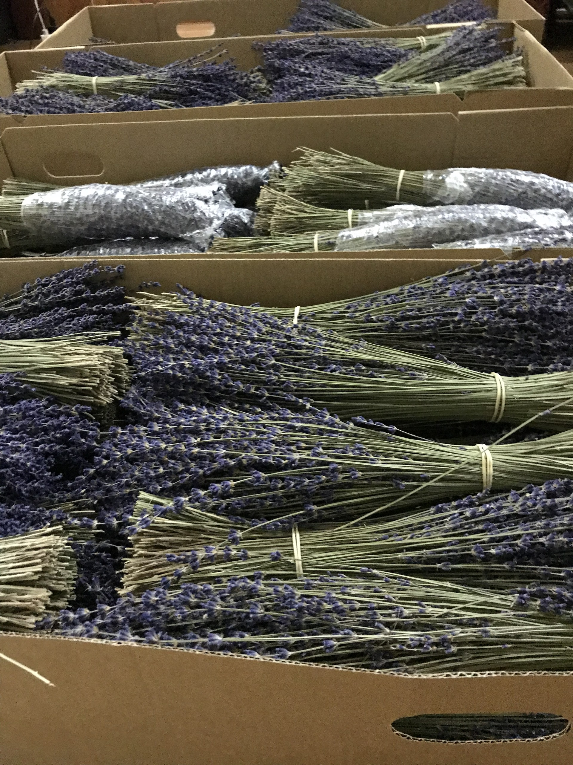 Hoa oải hương Lavender khô nhập khẩu Pháp organic mùi thơm tự nhiên trang trí decor nhà cửa (Bó 300 cành)