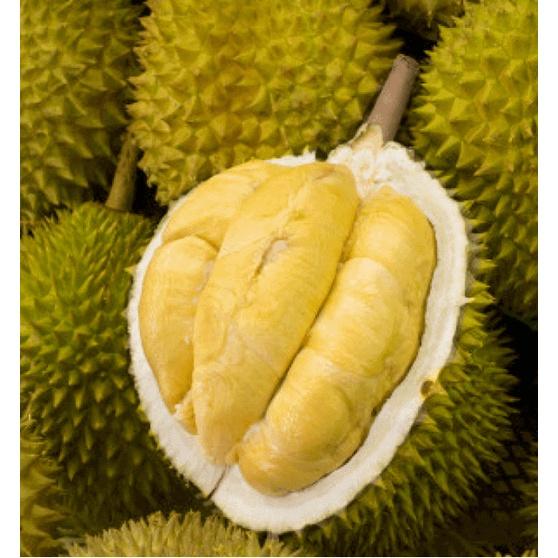 Cây giống Sầu Riêng Thái Lan.