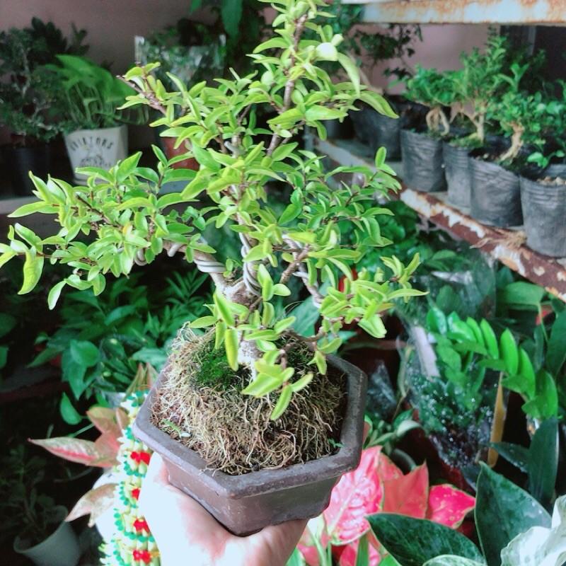 Chậu Mai Chiếu Thuỷ Bonsai