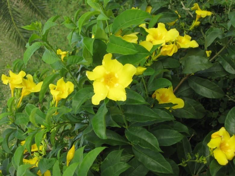 Cây hoa leo HUỲNH ANH - BẦU CÂY GIỐNG - HOA VÀNG RỰC RỠ