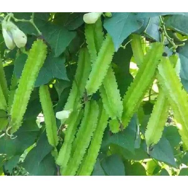 Hạt giống đậu rồng ngắn ngày cho trái quanh năm Gói 10gr