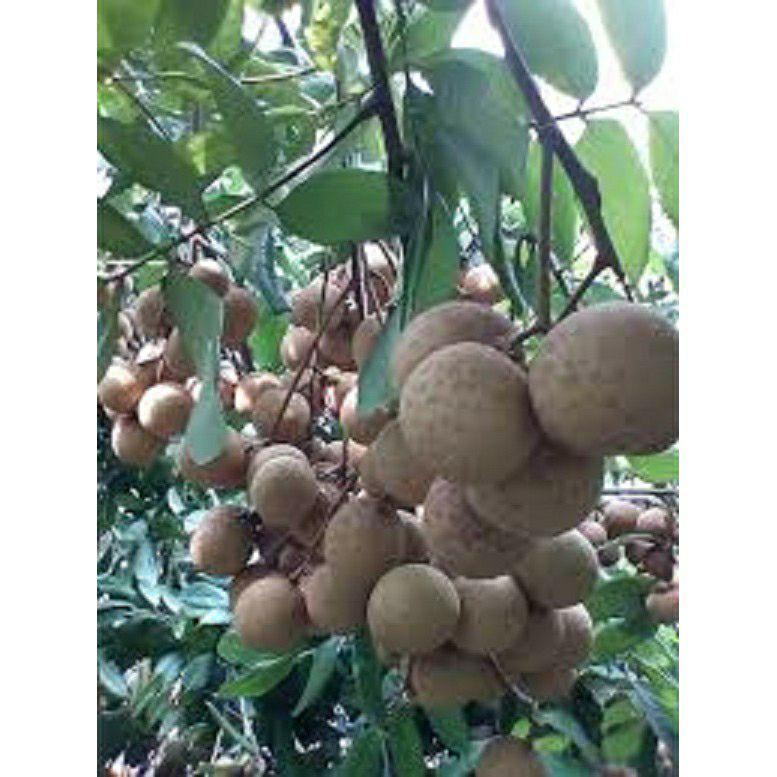 Cây giống Thanh nhãn siêu trái