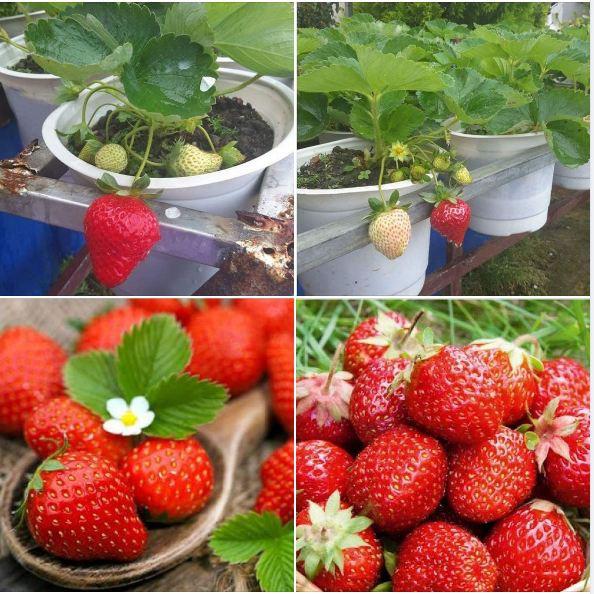 Hạt giống dâu tây đỏ chịu nhiệt 100 hạt/gói