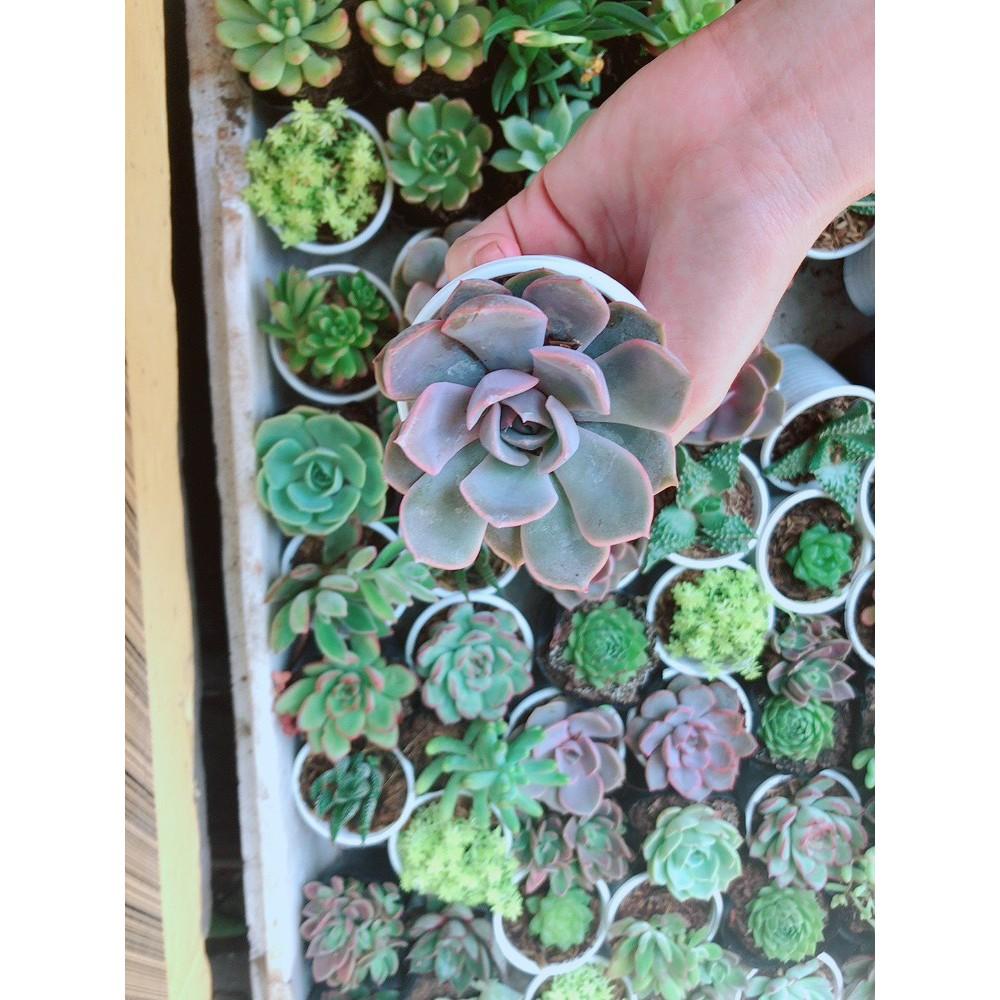 Combo 10 cây sen đá