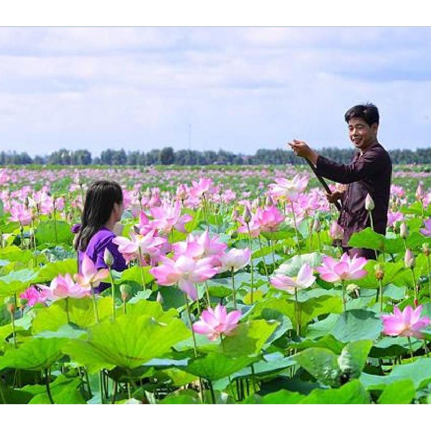 Hạt giống hoa sen lớn mix màu KNS3459 - Gói 15 hạt