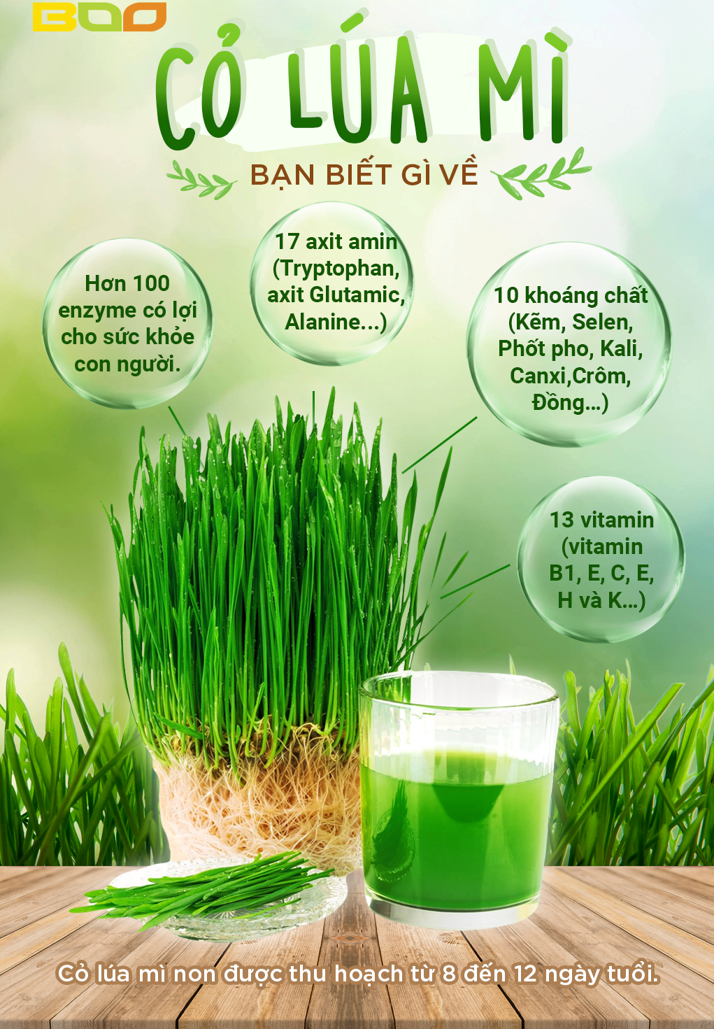 Bột cỏ lúa mì bổ sung diệp lục tố - hỗ trợ phòng ngừa tiểu đường - hỗ trợ tiêu hóa giảm táo bón - thải độc gan và máu hiệu quả - gói 3g dùng thử
