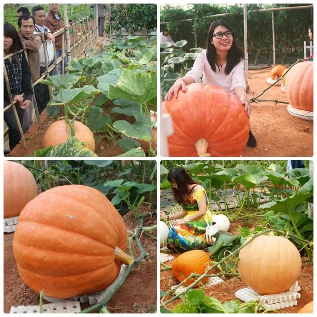 Hạt giống bí ngô khổng lồ 5hat