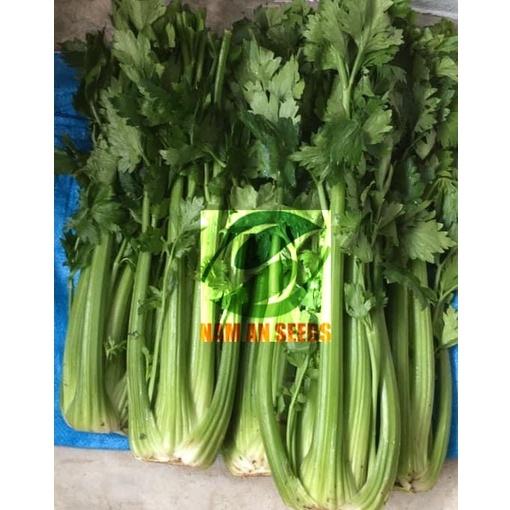 Hạt giống Cần Tây cọng xanh, không xơ, thơm đặc trưng